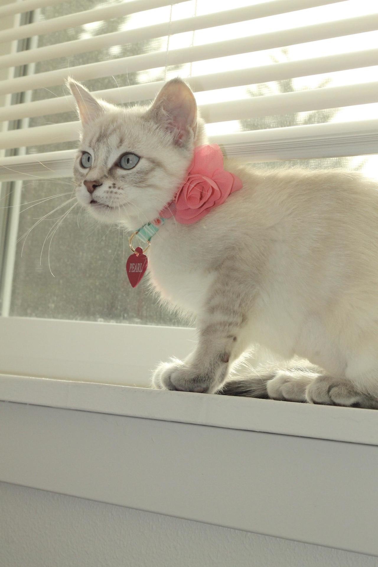 Кошечка с цветочком на шее