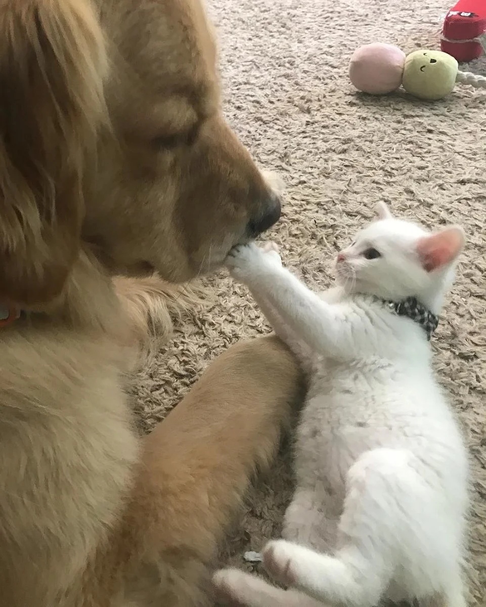 Котёночек играет с собакой