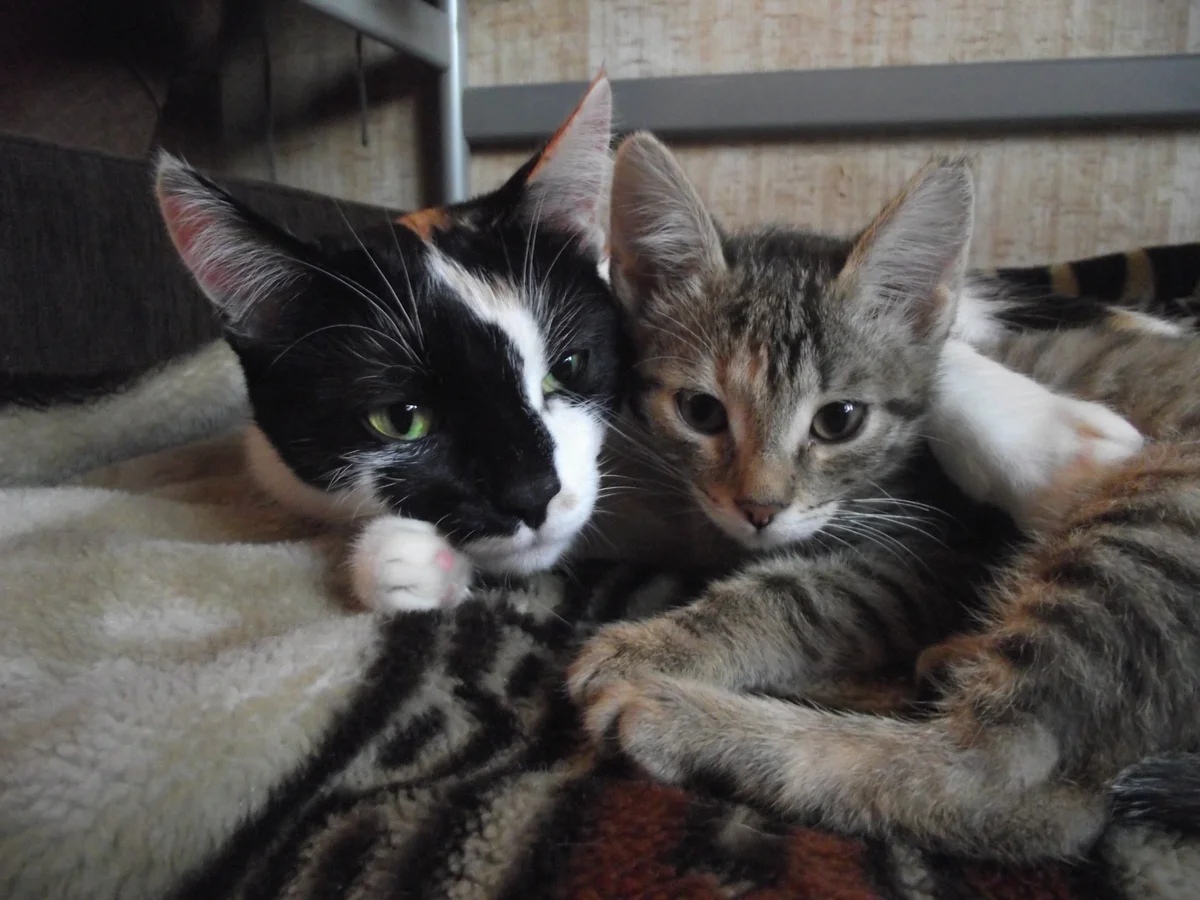 Трёхцветная кошечка с котёнком на пледе