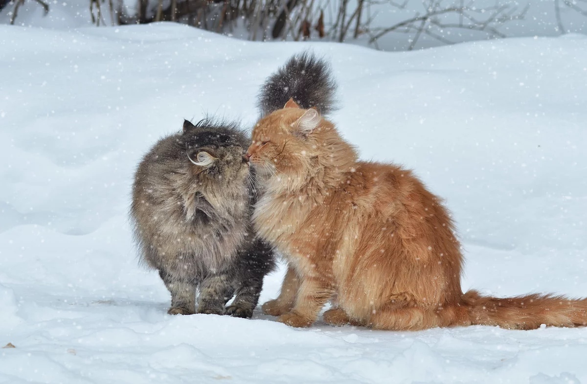 Кошки нюхают друг друга