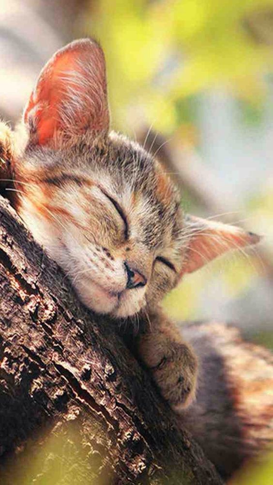 Котёнок спит на дереве