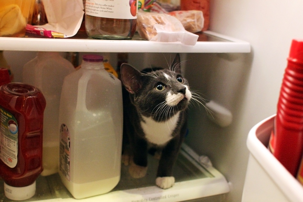 Котик в холодильнике