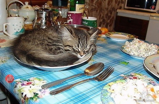 Котёнок в тарелке