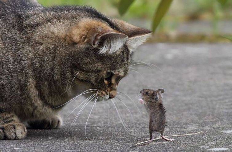 Встретились кошка с мышкой