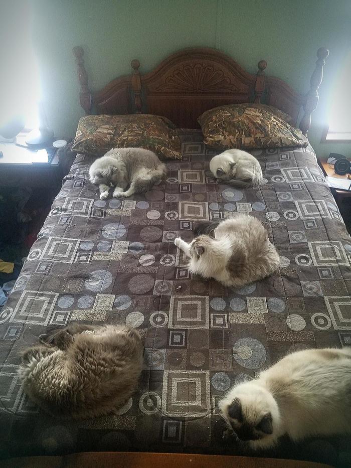 Кошки спят на кровати