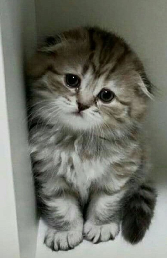 Котёнок в шкафчике
