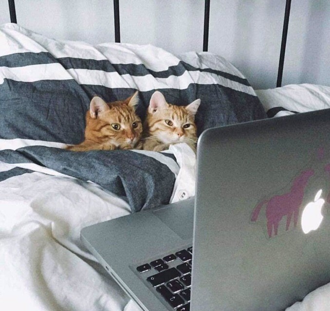 Кошечки смотрят фильм