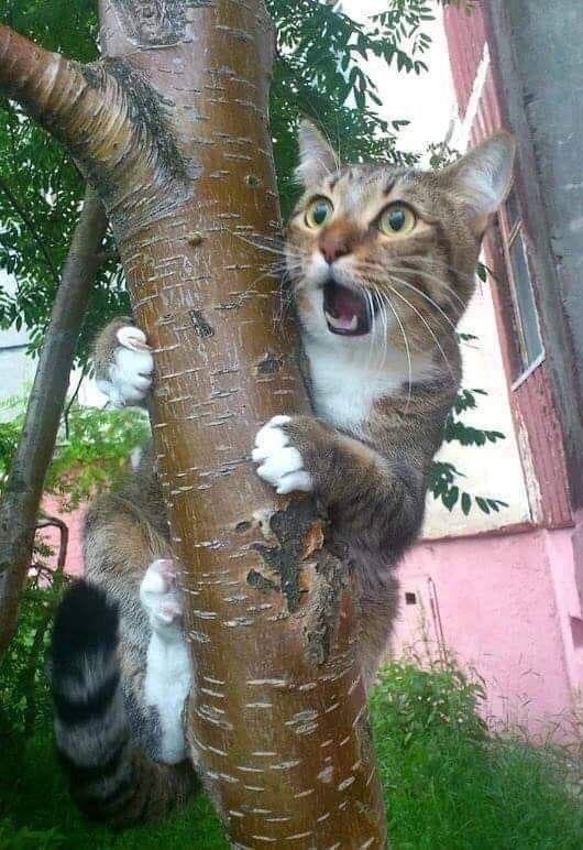 Испуганный котик на дереве
