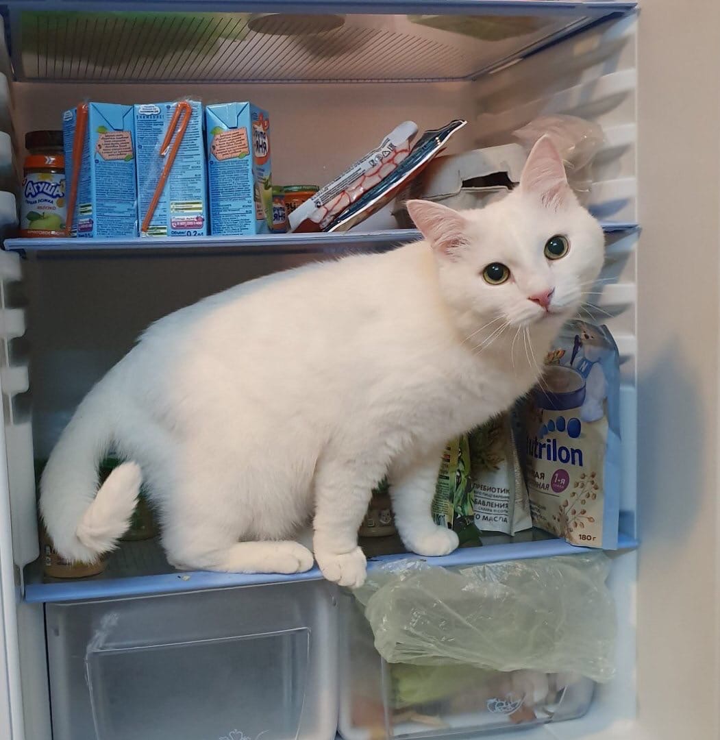 Белоснежка в холодильнике