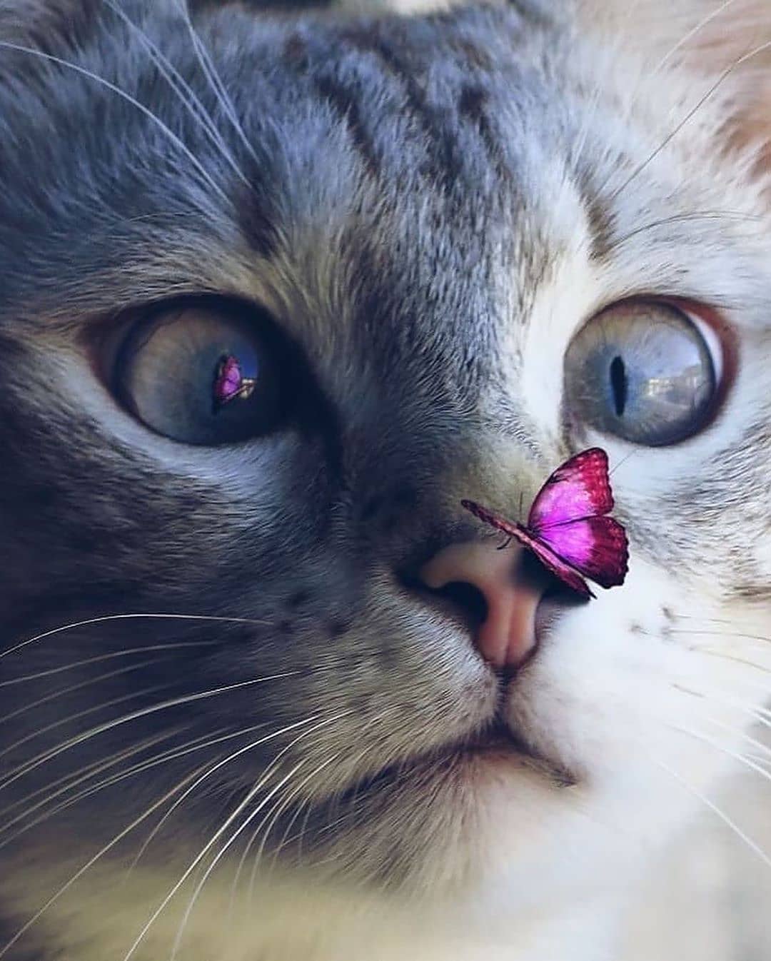 Кошечка с бабочкой на носу