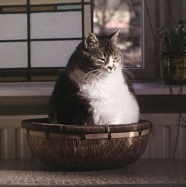 Котик в плетёной корзине