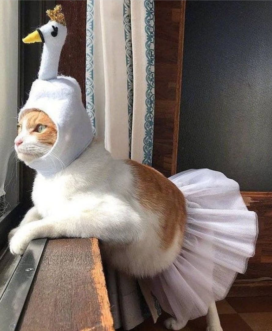 Кошечка балерина
