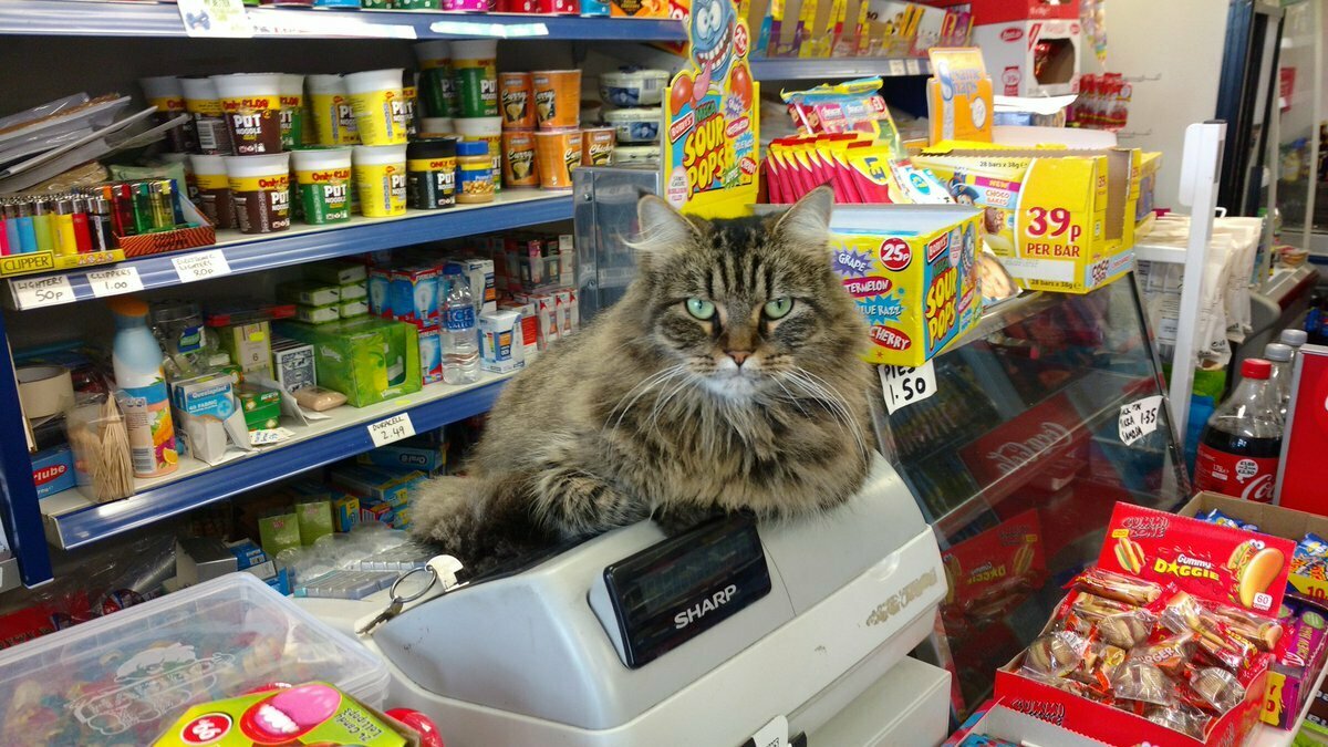 Кот в магазине