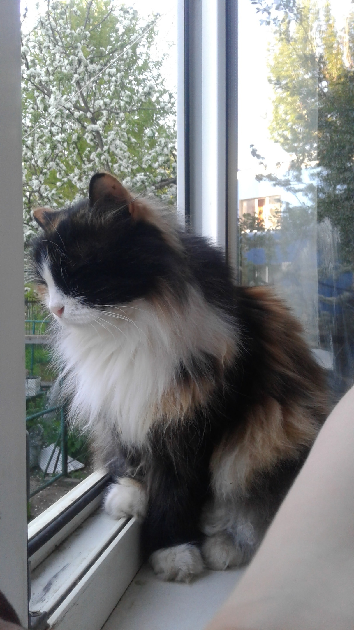 Кошечка смотрит в окно