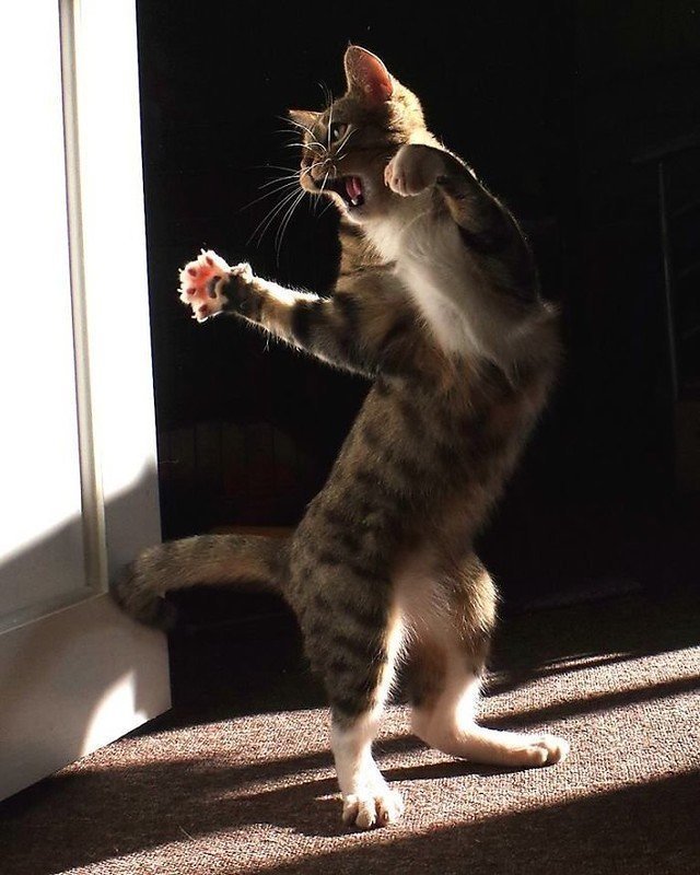 Танцующий котёнок
