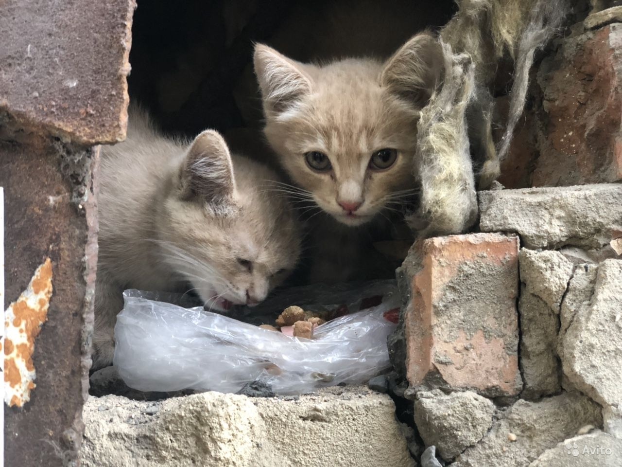 Котятки в дырке здания