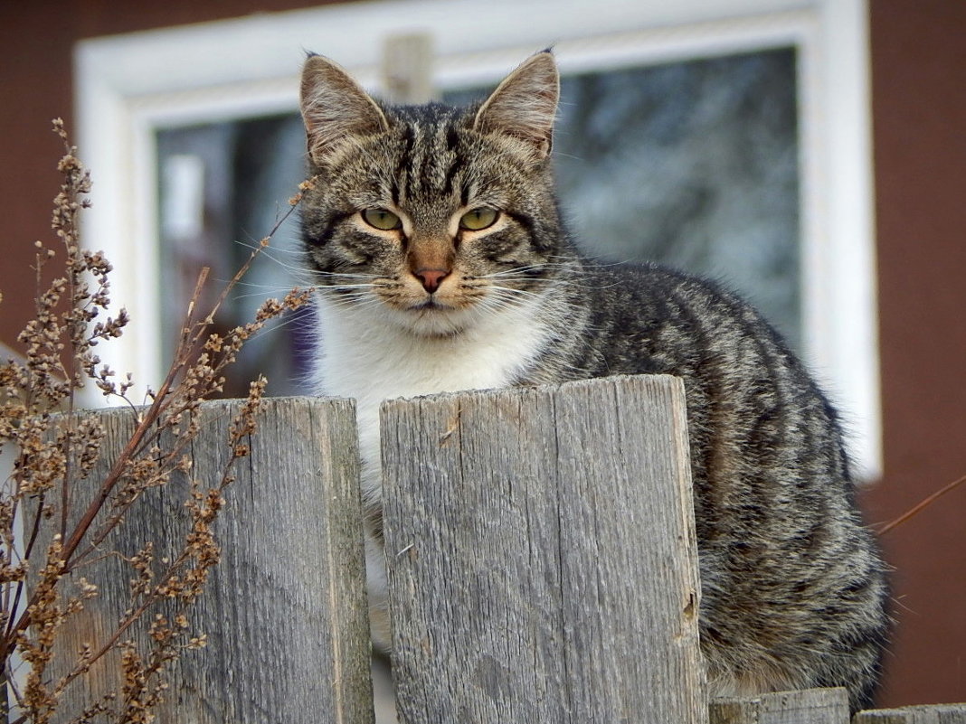 Котейка на заборе