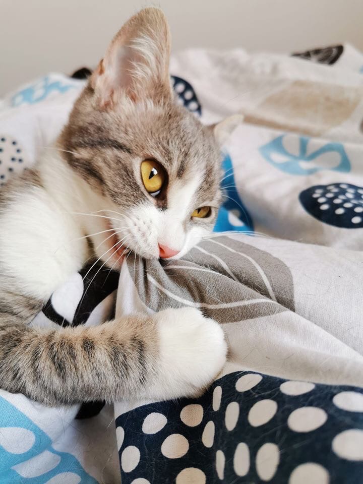 Котёнок кусает одеяло
