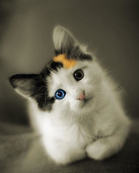 Трёхцветная малышка с разными глазками
