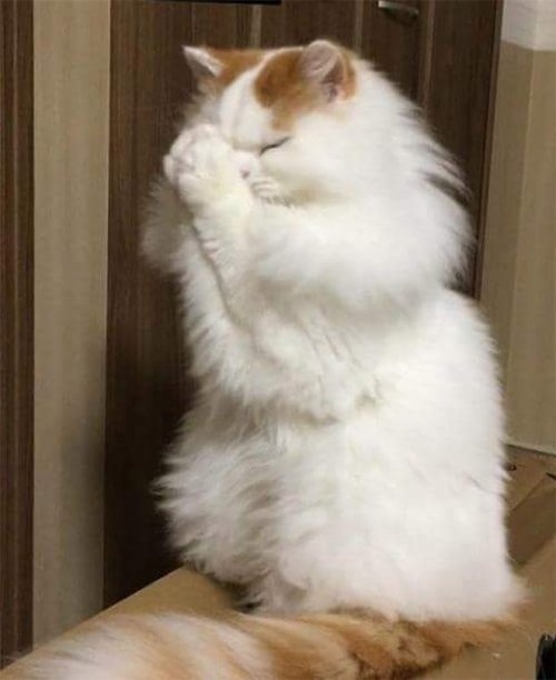 Кошечка молится