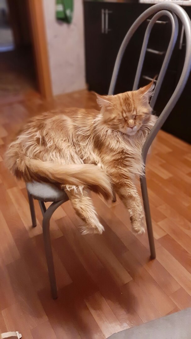 Удобство кресла для кота