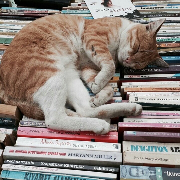 Спящий книголюб