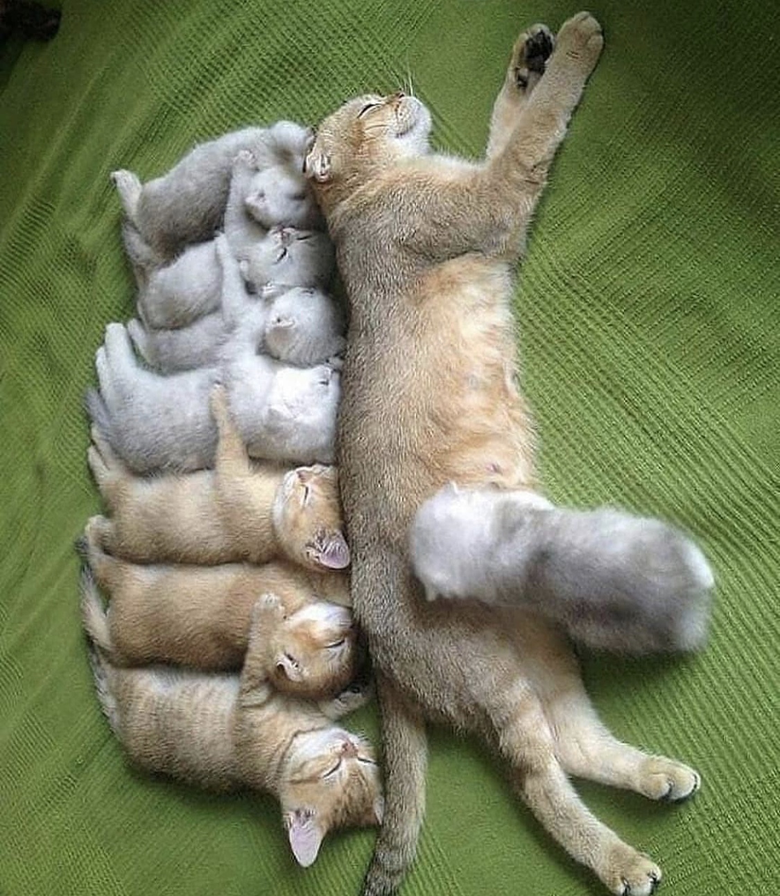 8 котят и мама кошка