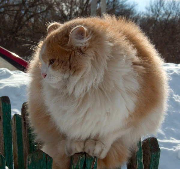 Пушистый котик на заборе