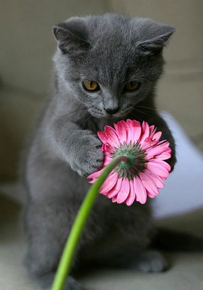 Котёнок с цветочком