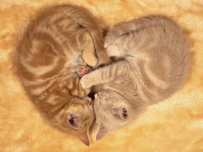 Два рыжих котёнка спят