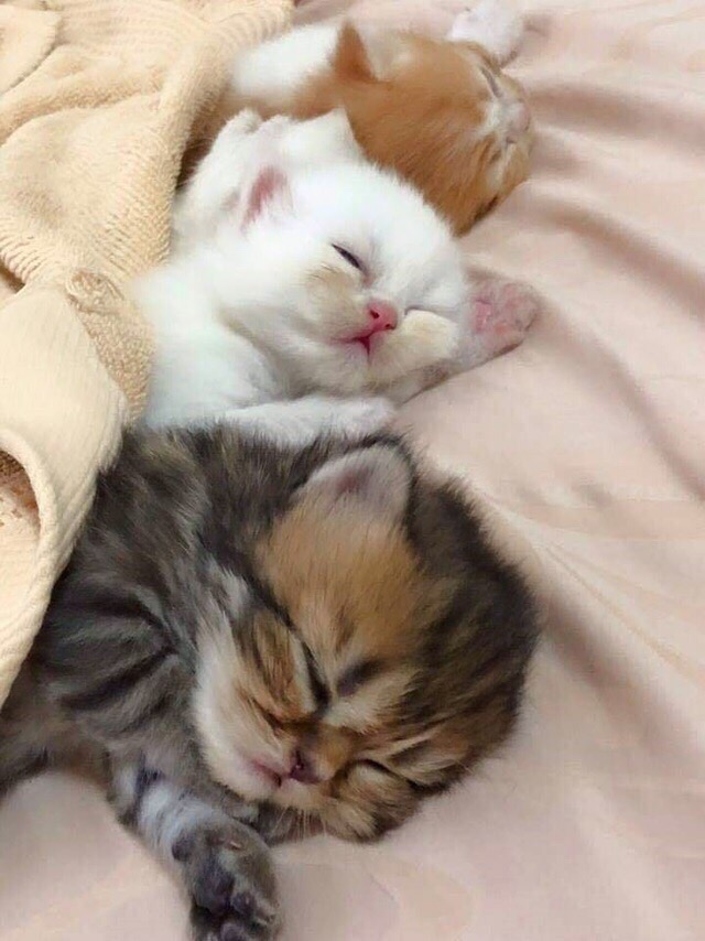 Трое спящих котят
