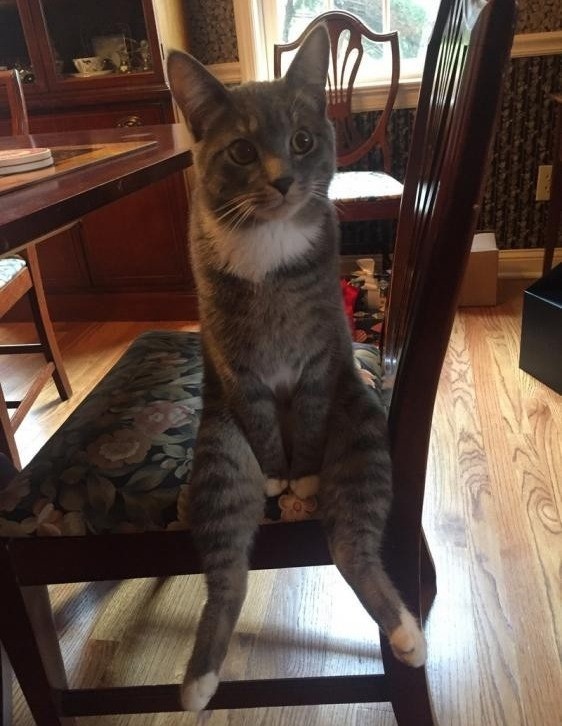 Серенький котик сидит на стуле