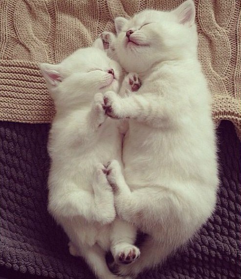 Два беленьких спящих котёнка
