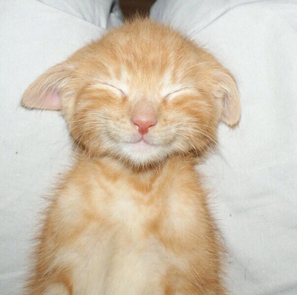 Смешной рыженький котёнок спит