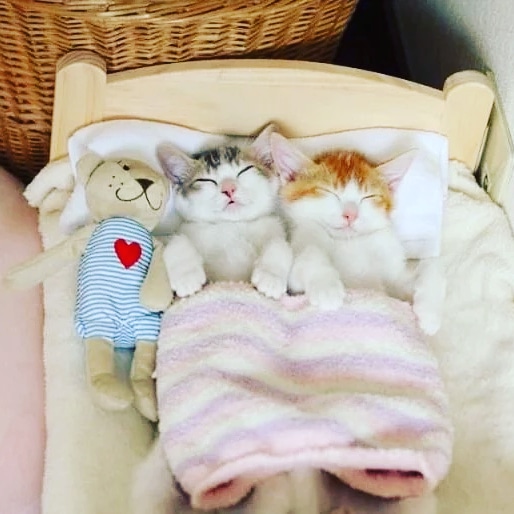 Котятки спят в кроватке