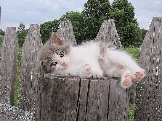 Котёнок на заборе