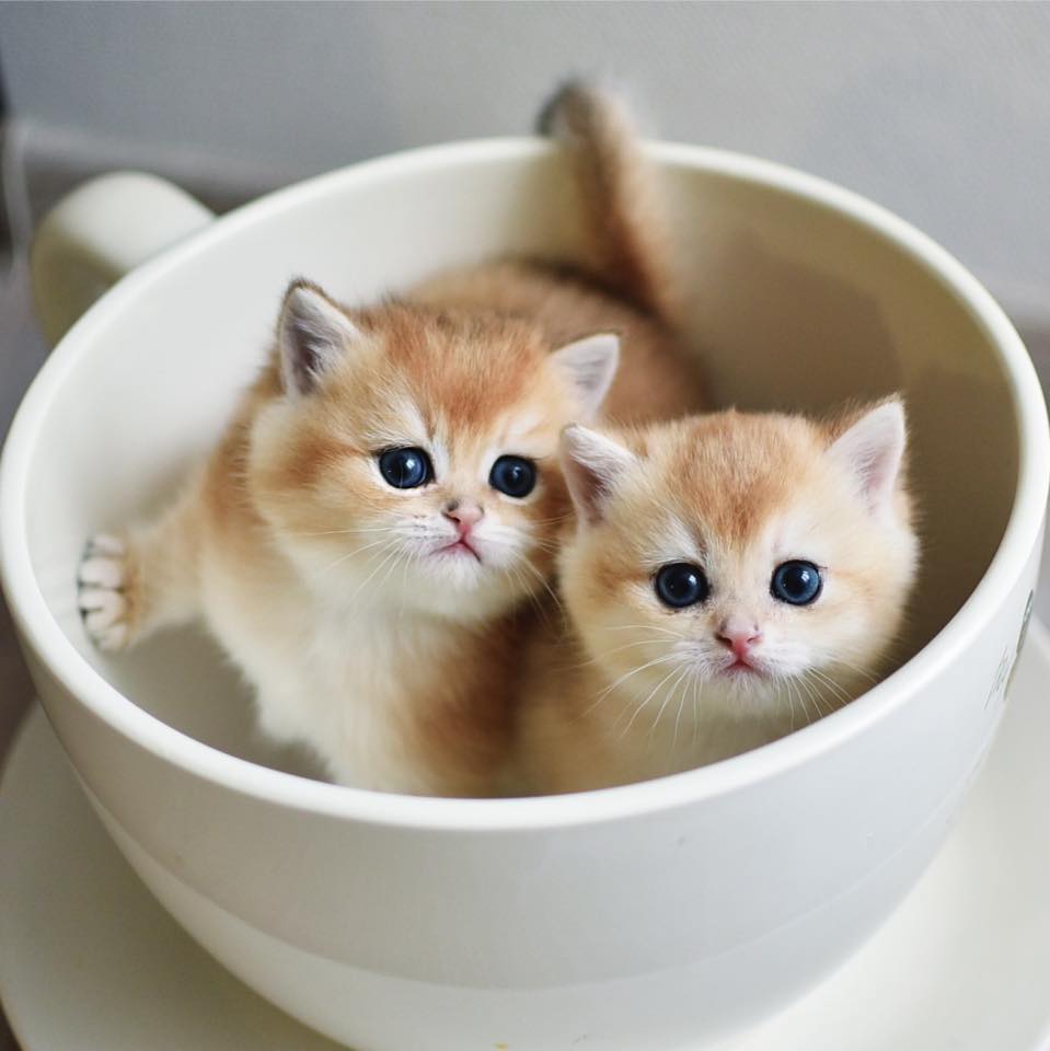 Два котёнка в супнице