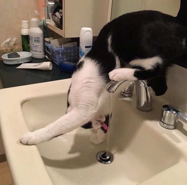 Котик пьёт водичку