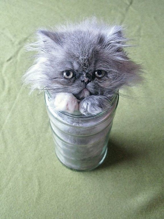 Котёнок в стакане