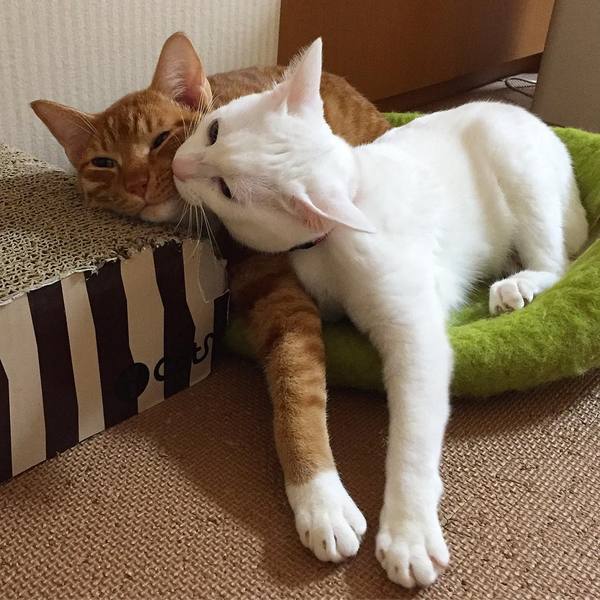 Рыжий котик и белая кошка