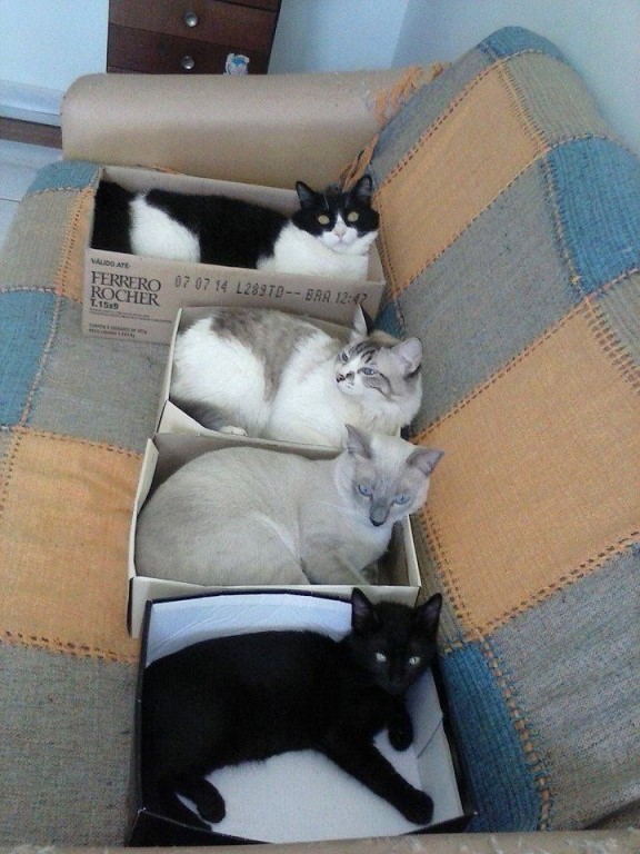 Четыре котейки в коробках