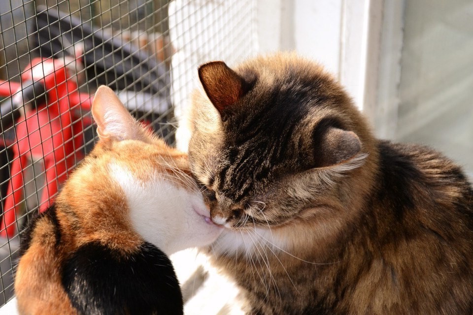 Кошки целуются