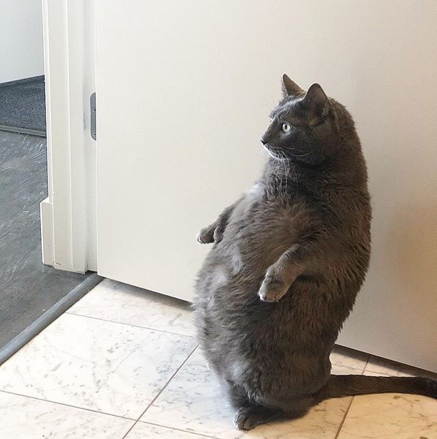 Серый котёнка встречает гостей