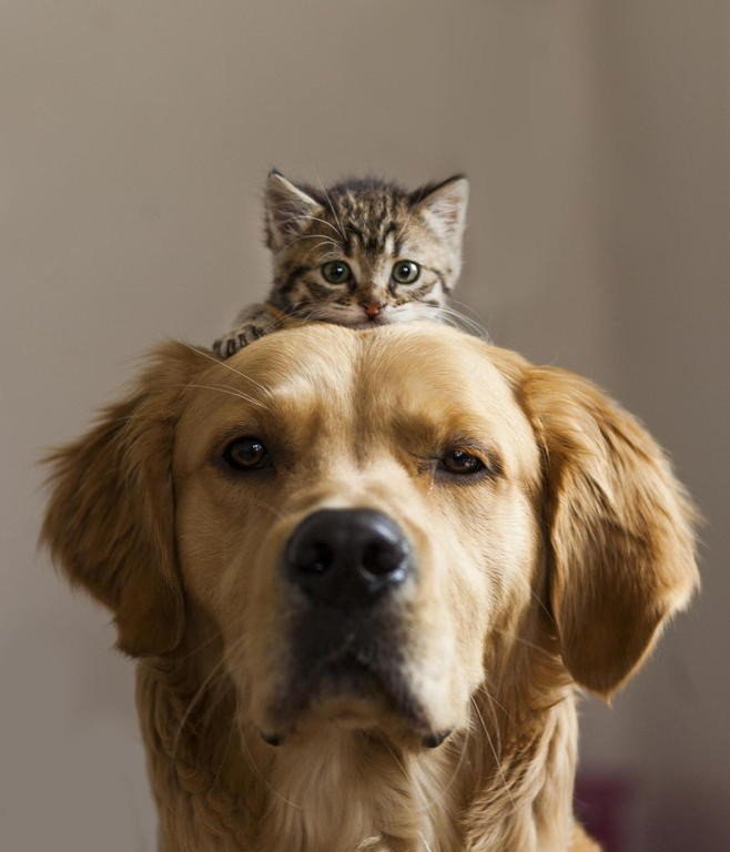 Пёс и котёнок