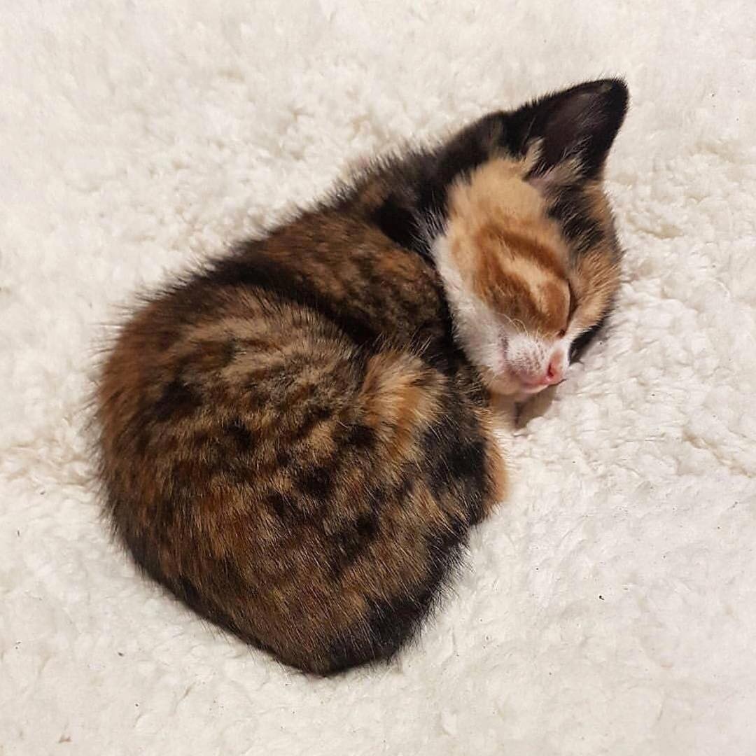 Трёхцветная котеечка спит