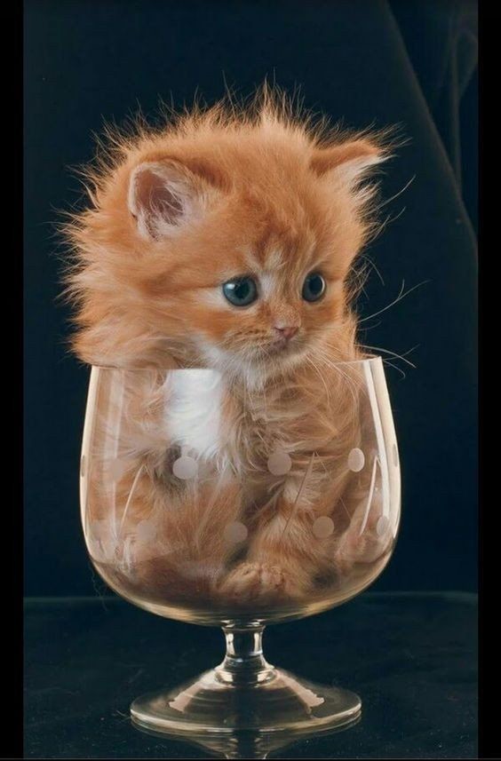 Рыженький котёнок в бокале