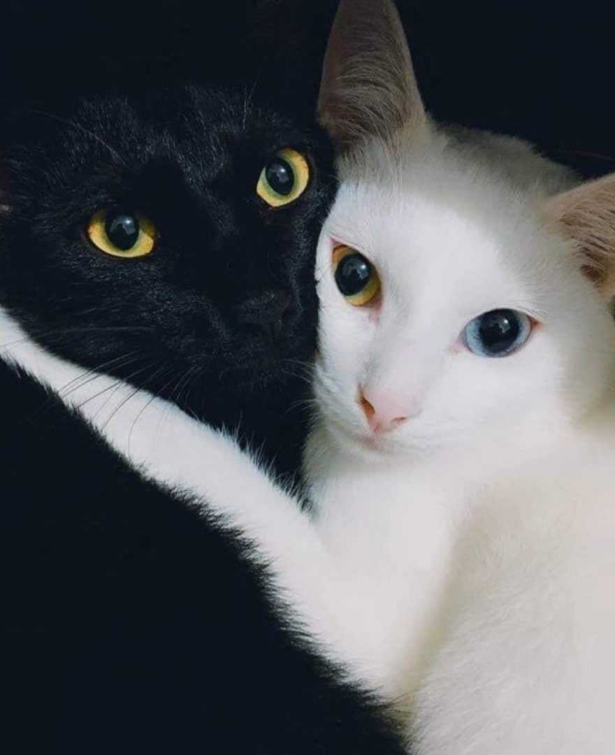 Чёрный кот и белая кошка