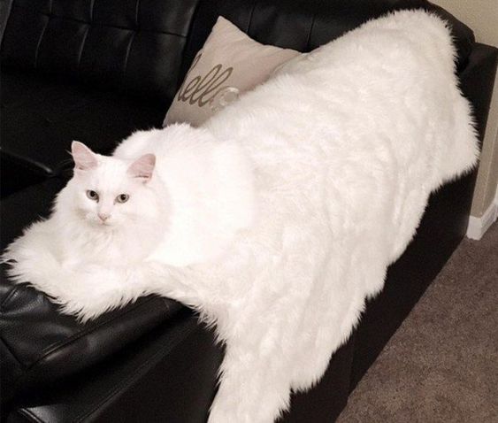 Белая кошка на шкуре