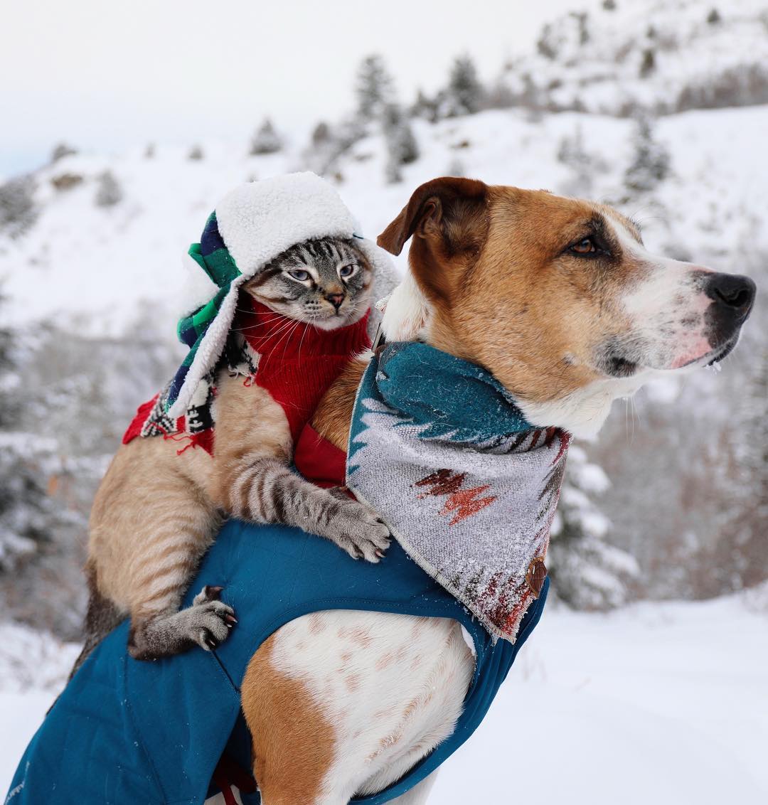 Кот и пёс на снежном склоне