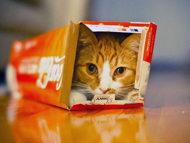 Рыженький котик спрятался в коробке